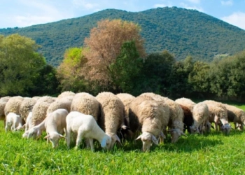 Ευλογιά: Ανακοινώθηκαν προληπτικά μέτρα στην Κρήτη – απαγορεύεται η είσοδος αιγοπροβάτων – πότε θα ισχύσουν
