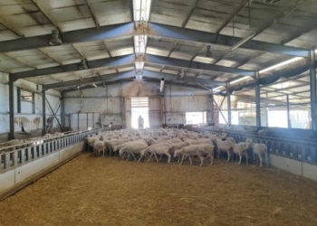 Ευλογιά των αιγοπροβάτων: Αυτό είναι το μεγάλο στοίχημα της Κρήτης