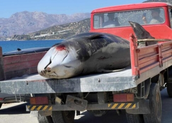 Έξι μέτρων η νεκρή φάλαινα που ξεβράστηκε νότια του Ηρακλείου – Δείτε φωτογραφίες