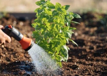 Γ. Βουρεξάκης: Ξέρουμε το θέμα με το υφάλμυρο νερό αλλά όχι πως θα ξεραθούν και τα φυτά!