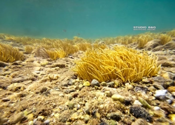 Greenpeace: Επικυρώθηκε η Παγκόσμια Συνθήκη για τους Ωκεανούς – Ώρα για πραγματική δράση