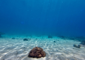 Greenpeace: Επικυρώθηκε η Παγκόσμια Συνθήκη Ωκεανών