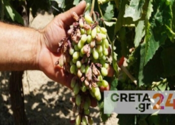 Η κλιματική κρίση καταστρέφει τις αμπελοκαλλιέργειες στην Κρήτη