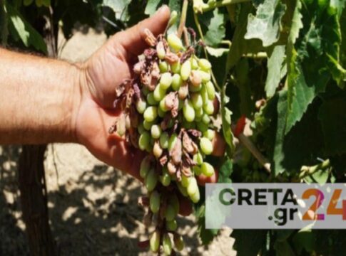 Η κλιματική κρίση καταστρέφει τις αμπελοκαλλιέργειες στην Κρήτη