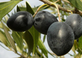 Η παρεξηγημένη… χοντρολιά!