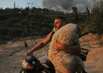 «Η σωτηρία του αμνού» μία από τις πιο εμβληματικές φωτογραφίες του 2025, σύμφωνα με το BBC