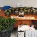 Ηράκλειο: Είχε μετατρέψει δωμάτιο του σπιτιού του σε… φυτώριο κάνναβης – Χειροπέδες σε 65χρονο