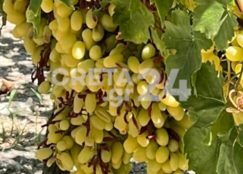 Ηράκλειο: Ολοκληρωτική η καταστροφή στα αμπέλια και «ελιές που δε θα φέρουν ούτε ένα ευρώ»