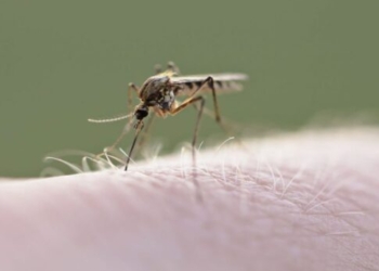 Ηράκλειο: Βρέθηκε κρούσμα Δυτικού Νείλου σε χωριό της ενδοχώρας – Πως μεταδίδεται, τι να προσέχουμε