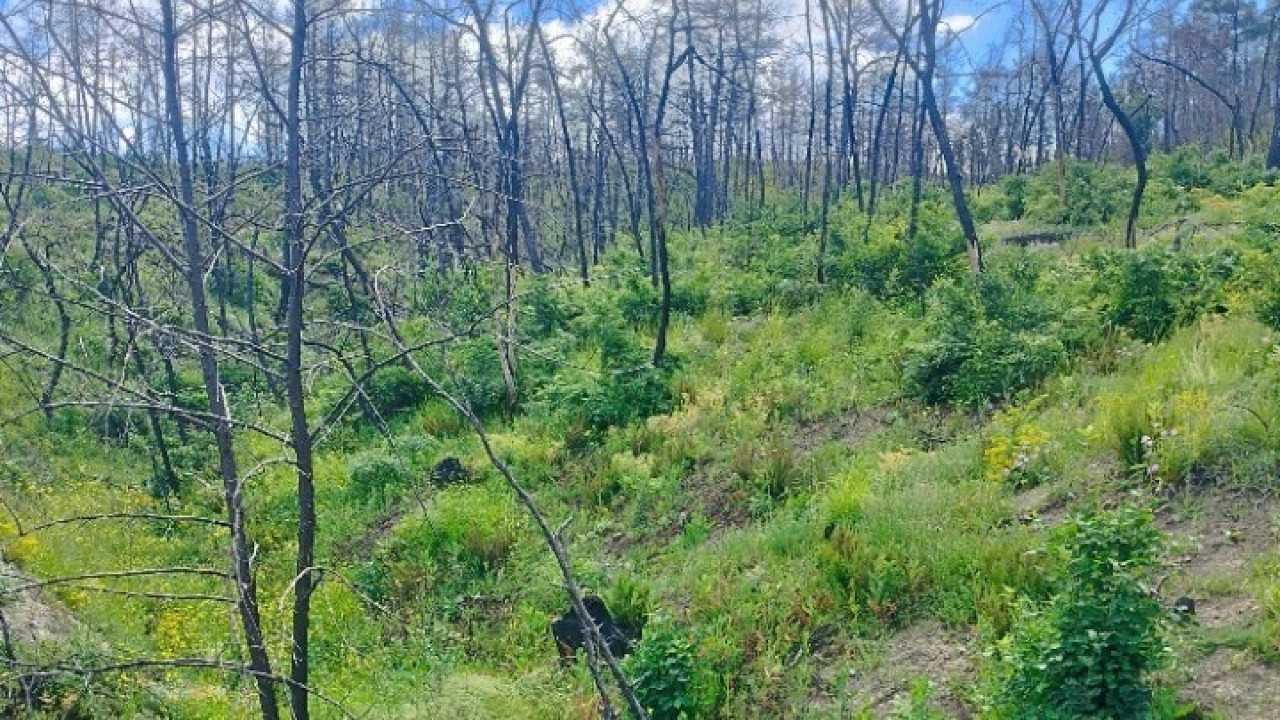 Μαυρόγυπας: Αυξήθηκε ο πληθυσμός στο Εθνικό Πάρκο Δαδιάς - Λευκίμης - Σουφλίου