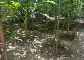 Μεσαρά: Χειροπέδες σε 49χρονο για 57 δενδρύλλια κάνναβης και… οπλοστάσιο