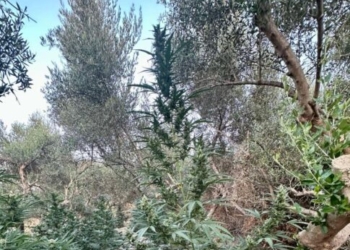 Μυλοπόταμος: Δύο συλλήψεις για 186 δενδρύλλια κάνναβης