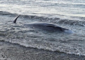 Νεκρή φάλαινα σε παραλία νότια του Ηρακλείου