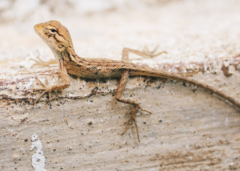 Νέο είδος σαύρας εντοπίστηκε στην Ελλάδα
