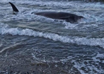 Οι φάλαινες που δεν ήταν… φάλαινες – Επιστήμονας του ΕΛΚΕΘΕ εξηγεί το φαινόμενο του εκβρασμού κητωδών νότια της Κρήτης