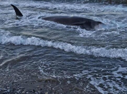 Οι φάλαινες που δεν ήταν… φάλαινες – Επιστήμονας του ΕΛΚΕΘΕ εξηγεί το φαινόμενο του εκβρασμού κητωδών νότια της Κρήτης