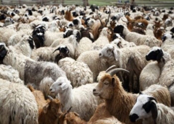 Οριακή η κατάσταση για την κτηνοτροφία της Κρήτης