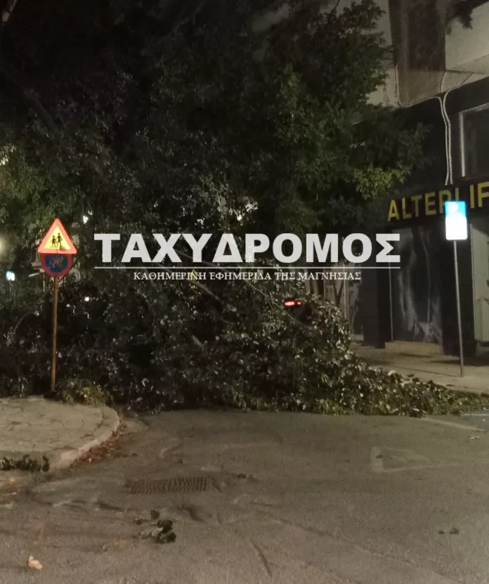 Δέντρα 