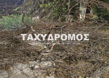 Προβλήματα στον Βόλο από τους σφοδρούς ανέμους - Ξεριζώθηκαν δέντρα