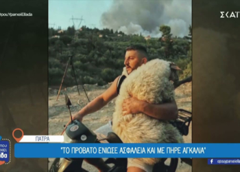 Πυρκαγιές στην Αχαΐα: Ο 33χρονος που έγινε viral με το πρόβατο στο μηχανάκι μίλησε στον ΣΚΑΪ