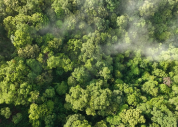 Ρεκόρ εκπομπών διοξειδίου του άνθρακα στην Ευρώπη εξαιτίας των θερινών δασικών πυρκαγιών