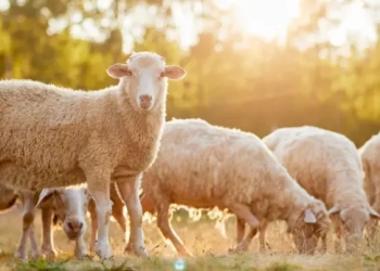 Σκάνδαλο ΟΠΕΚΕΠΕ: 28χρονος από την Κρήτη με παράνομες επιδοτήσεις ύψους 275.000 ευρώ – Οι… αμαρτωλές περιπτώσεις