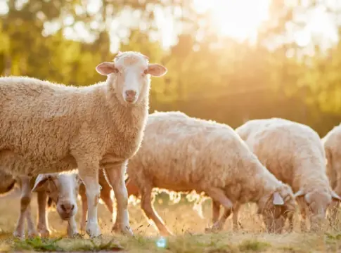 Σκάνδαλο ΟΠΕΚΕΠΕ: 28χρονος από την Κρήτη με παράνομες επιδοτήσεις ύψους 275.000 ευρώ – Οι… αμαρτωλές περιπτώσεις