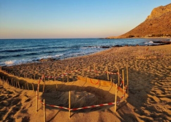 Σταυρός Ακρωτηρίου: Για τρίτη συνεχόμενη χρονιά εκσκαφή φωλιάς θαλάσσιας χελώνας Caretta caretta στην Παχιά Άμμο