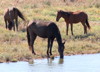 Τα άγρια άλογα στο Δέλτα του Έβρου κινδυνεύουν
