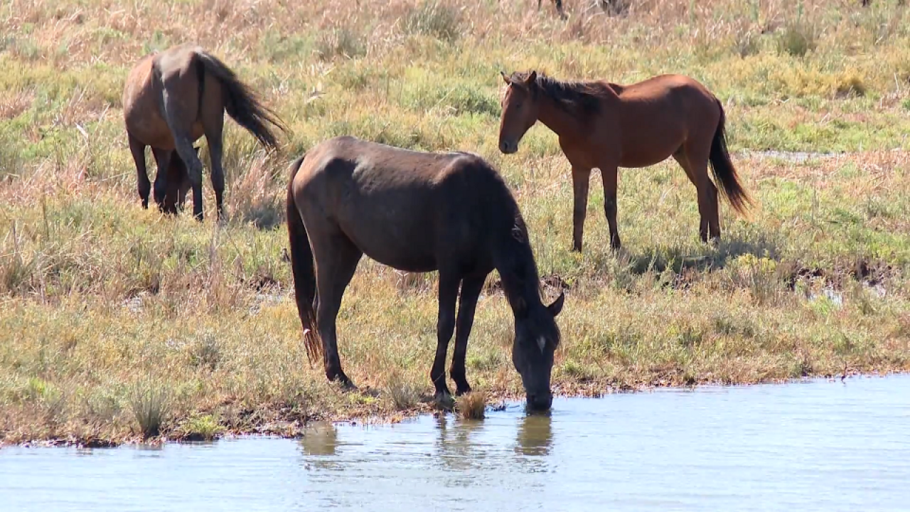Τα άγρια άλογα στο Δέλτα του Έβρου κινδυνεύουν