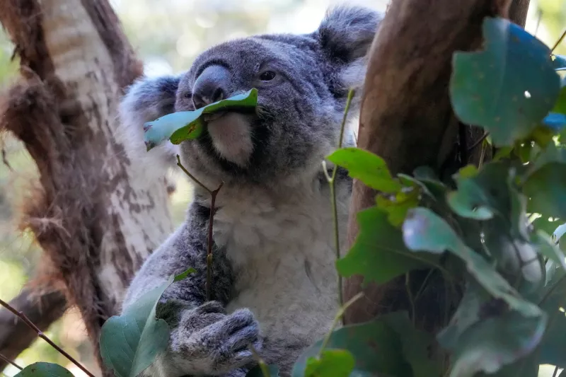 koala