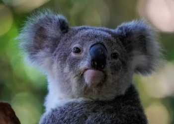 Τα κοάλα της Αυστραλίας πεθαίνουν από χλαμύδια