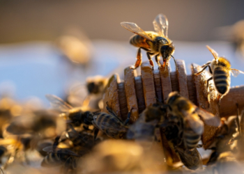 Θεσσαλονίκη - 89η ΔΕΘ: Από τα κουνούπια στις μέλισσες