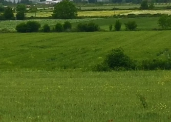 Θεσσαλονίκη: Στειρωμένα έντομα στη μάχη κατά της μεσογειακής μύγας για τη διάσωση των ευρωπαϊκών φρούτων