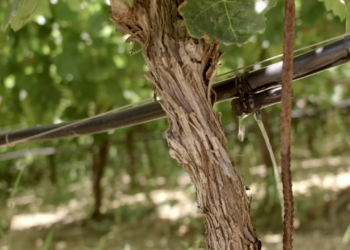 ΥΠΑΑΤ: πανευρωπαϊκή καμπάνια #PlantHealth4Life στο "Green Weekend 2025"