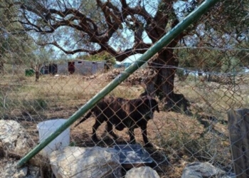 Άγιος Νικόλαος: Είχε τον σκύλο του σε χωράφι σε άθλιες συνθήκες – Χειροπέδες σε 52χρονο