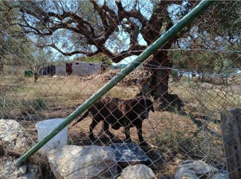 Άγιος Νικόλαος: Είχε τον σκύλο του σε χωράφι σε άθλιες συνθήκες – Χειροπέδες σε 52χρονο