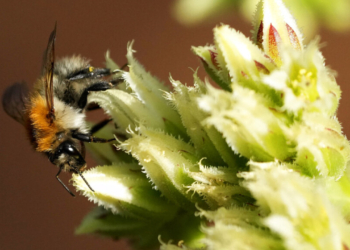 Άγριες Μέλισσες: Ακόμη μεγαλύτερος ο κίνδυνος να εξαφανιστούν στην Ευρώπη