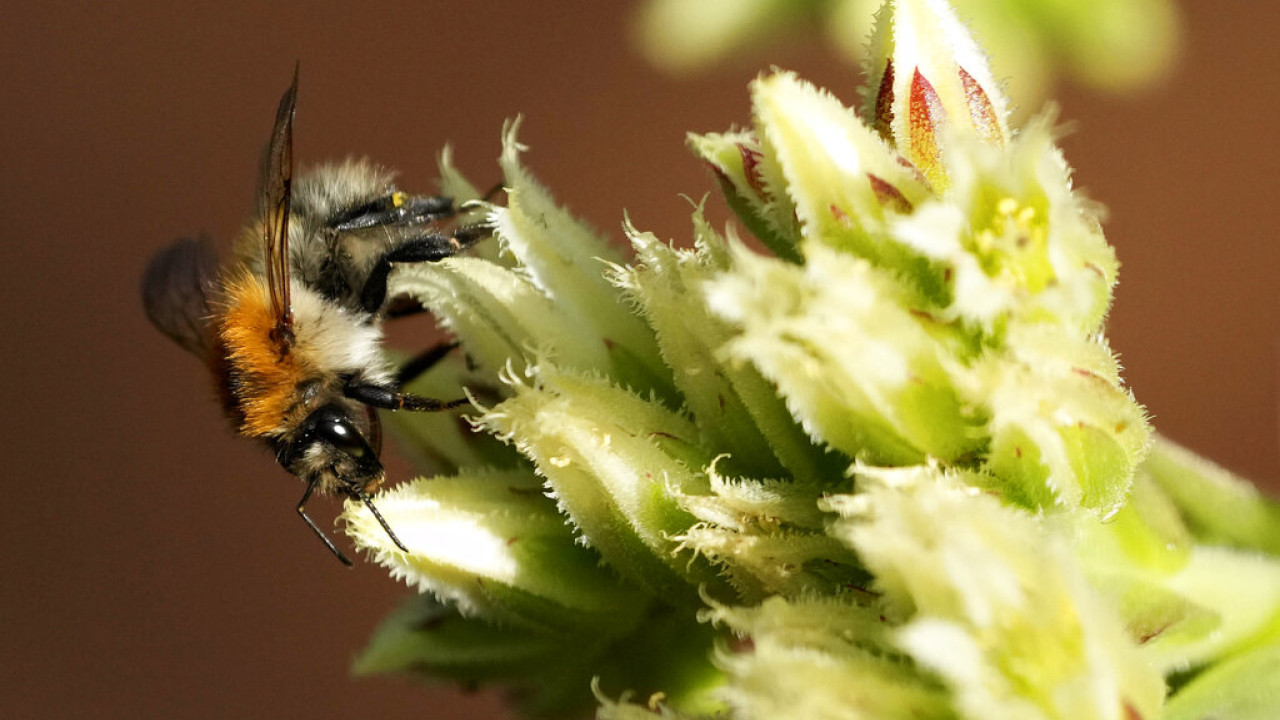 Άγριες Μέλισσες: Ακόμη μεγαλύτερος ο κίνδυνος να εξαφανιστούν στην Ευρώπη