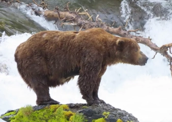 Αλάσκα: Ο Chunk κέρδισε τον διαγωνισμό Fat Bear Week