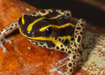 Ανακαλύφθηκε νέο είδος δηλητηριώδους βατράχου στο Περού