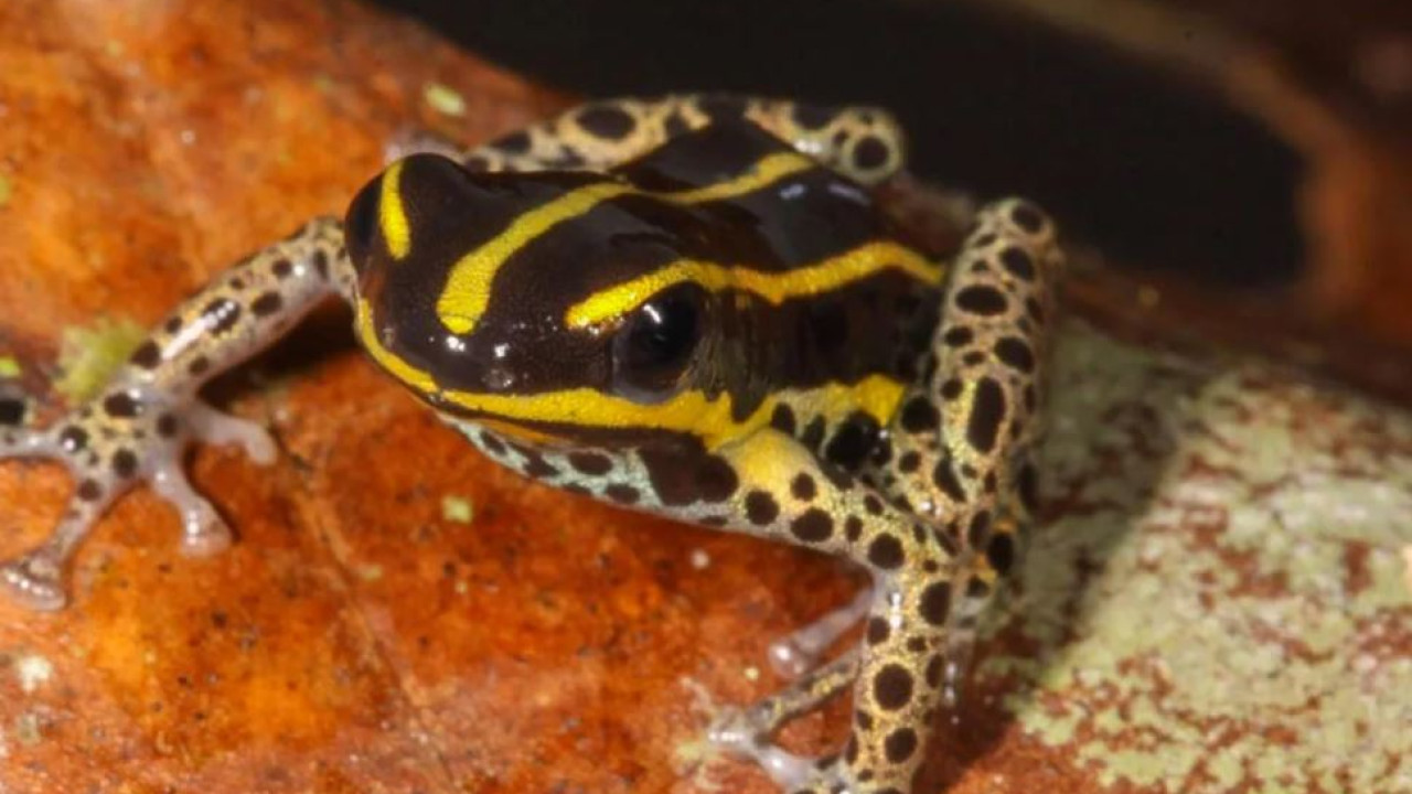 Ανακαλύφθηκε νέο είδος δηλητηριώδους βατράχου στο Περού