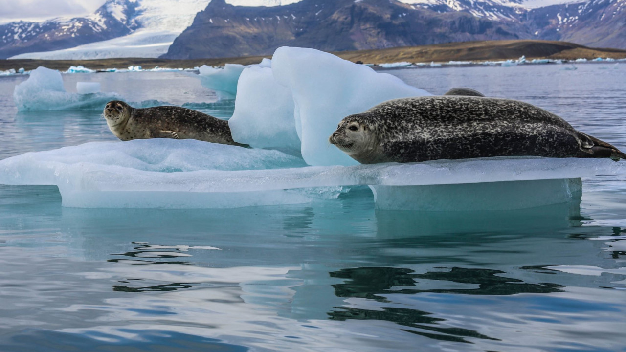 Απειλούμενα είδη: Στη «Κόκκινη Λίστα» οι φώκιες της Αρκτικής