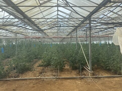 Απίστευτες εικόνες από τη χασισοφυτεία «μαμούθ» στη Μεσαρά – Πάνω από 1110 δενδρύλλια στο θερμοκήπιο