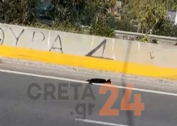 Αστυνομικός εκτός υπηρεσίας έσωσε τραυματισμένη γάτα από τον ΒΟΑΚ – Δείτε βίντεο & φωτογραφίες