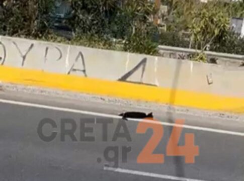 Αστυνομικός εκτός υπηρεσίας έσωσε τραυματισμένη γάτα από τον ΒΟΑΚ – Δείτε βίντεο & φωτογραφίες