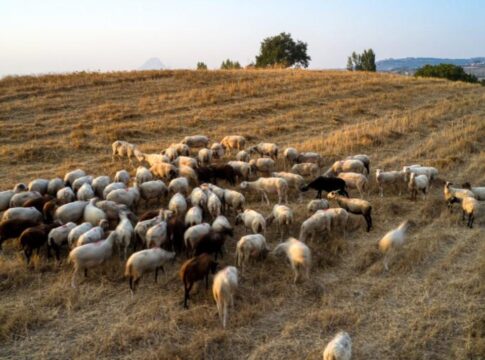 Χανιά: Άφησε το κοπάδι του ελεύθερο και κατέστρεψε τα πάντα!