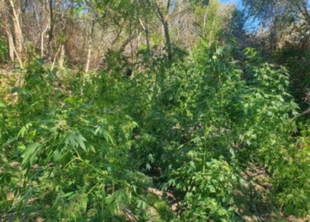 Χανιά: Βίντεο από τη φυτεία με τα 130 δενδρύλλια κάνναβης που «ξετρύπωσαν» οι αστυνομικοί