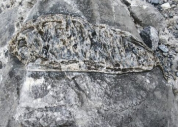 Χανιά: Βρέθηκε απολίθωμα ψαριού στο φαράγγι της Σαμαριάς;