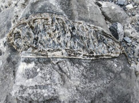 Χανιά: Βρέθηκε απολίθωμα ψαριού στο φαράγγι της Σαμαριάς;